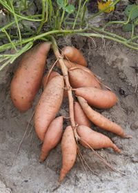 Sweet Potato Shipping Dates & Area Map Please do not order if you require delivery before April 15th. We will ship your plants after April 15th, just as soon as the weather has sufficiently warmed in your area. Compact but extra-prolific bush type for gardeners with limited space. Ideal in containers. Golden yellow skin with dark orange flesh, with no stringiness. Beautiful as a decorative border. Good keeper. Days to Maturity: 100 Sow Method: Direct Sow Sow Depth: 6 Inches Spacing: 12 - 18 Inches Sun: Full Sun Fruit Size: 4 - 6 Inches Catalog Page: 63