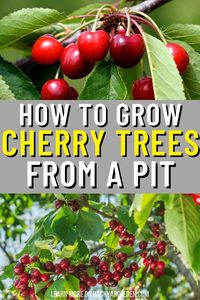 Discover the magic of growing your own cherry tree from a pit with our step-by-step guide. Learn the simple yet rewarding process of germinating cherry pits, transplanting seedlings, and nurturing young trees to maturity. Get ready to enjoy the sweet rewards of homegrown cherries for years to come!