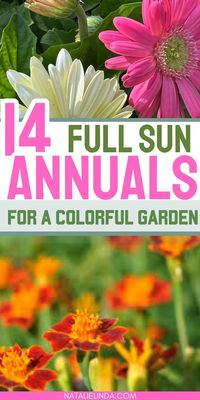 Transform your outdoor space with these vibrant full sun annual flowers that can take the heat! Discover a stunning array of flower blooms that thrive in strong sunlight, adding color and beauty to your garden. From cheerful marigolds to colorful petunias, these annuals will elevate your outdoor oasis, From cheerful marigolds to colorful petunias! Grow them in the ground, containers, or hanging baskets!