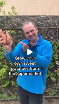 Simon Akeroyd on Instagram: "Sweet potatoes from the Supermarket are easy to grow. 

I grow mine outside in lovely, warm #Devon on the #EnglishRiviera but in cooler areas you may need to grow in a conservatory or greenhouse or just cover with a fleece on cooler evenings. 
#growyourown #vegetablegardeningforbeginners #gardeninghacks #gardeningforbeginners"