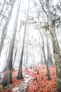 Caddo Lake in the fog. Photo by Sterling T. Steves