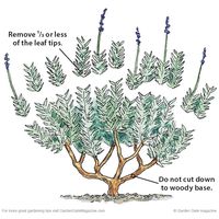 Clean up lavender, easy trimming guide | This guide shows you how to lightly trim your lavender in the fall. For spring pruning, check our site.