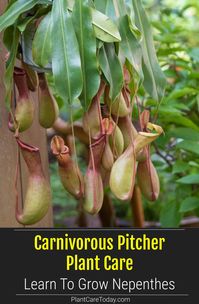 We share tips on growing and care of the Carnivorous Nepenthes known also as the pitcher plant [DETAILS]