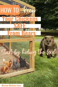 Do bears eat chickens? Yes, they actually do! But can you protect chickens from bears? Well, you can certainly keep the bears away from the chicken coop and it starts with hiding the feed.