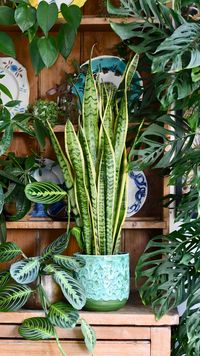 The much loved and super popular Snake plant is renowned for its ability to clean the air and also for its snake-like markings. Ever popular as an office plant, Sansevieria Laurentii is also good for mental and physical health, it is one of the better houseplants at providing clean air. The single leaf of the Mother in Laws Tongue is of wonderful greens and gives the impression of freshness - it’s a great plant for stress relief! You can feel the stress dripping from your shoulders as you enjoy