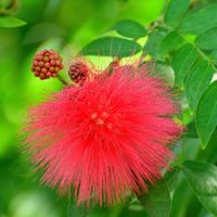 Red powderpuff (Calliandra haematocephala). Red powderpuff (Calliandra haematocephala) is a flowering plant also known as the fairy duster for obvious reasons. Each "feather" in the flower's puffball is a stamen. Red powderpuff is native to tropical regions of South America, though it can survive short periods of freezing temperatures. Caterpillars often feed upon this species. Its specific epithet means "blood-red head" in reference to the round red flower, though some examples have lighter-col