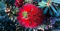 Callistemon Citrinus Care: Growing The Little John Bottlebrush