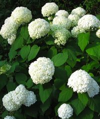 First, some structure. At the front of a perennial border, a shrub like Hydrangea arborescens 'Annabelle' will boss around lacier flowers with its blowsy pompons. But in a nice way. Like many woody shrubs, it may take a couple of years to get established; available seasonally ($18.95 from Wayside Gardens). Image via White Swan.