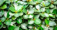 Green Island Ficus (Ficus Microcarpa) easy, slow-growing, small, dense green, rounded glossy foliage, makes an attractive bonsai ficus. [DETAILS]