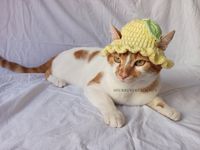 Lemon Cat and Dog Crochet Bucket Hat With Green Leaf on Top - Etsy Turkey