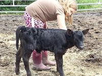 Newborn lowline angus