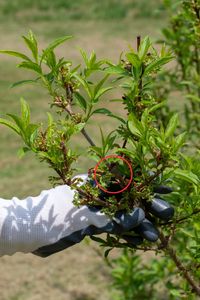 The One Thing Every Forsythia Owner Needs to Do In May