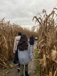 #halloween #corn #maze #autumn #aesthetics #atmosphere #sweater #pumpkin #harvest