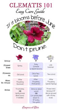 Clematis 101 Easy Care Guide | Clematis is one of the most-loved garden vines yet it's not always easy to know when to prune your vines or leave them alone. This will help you determine which type of clematis vine you have and when it's best to trim it back, and when you should leave it alone.