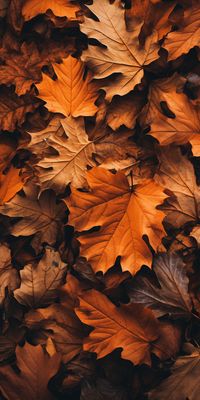 This prompt will generate wallpapers with autumn vibes.