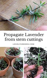 Plants for Free: Instructions on how to propagate lavender from cuttings. Works for all types of lavender and cuttings from new or semi-hard wood. DIY video included #gardeningtips #garden #lavender