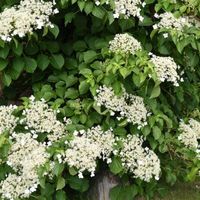 Climbing Hydrangea For Sale Online | Garden Goods Direct