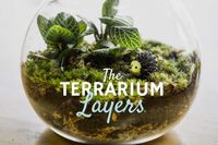 Terrarium Layers: A Step-By-Step Guide to Building Success