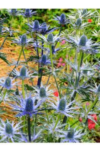 Search results for: 'eryngium'