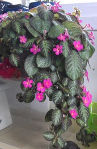 Episcia Plant - How to Grow Care Guide | Houseplant 411