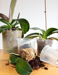 This is a guide to repotting orchids. Orchids require a lot of care and attention, but the gorgeous blooms are worth the effort. Repotting orchids is a necessary maintenance task to keep those lovely flowers blooming.