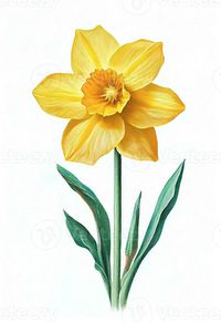 Yellow daffodil flower drawing isolated on white background. Watercolor, hand drawn style, ai generation