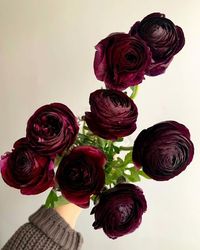 Potomac Floral Wholesale on Instagram: "🦋We have, hands down, some of the prettiest ranunculus I’ve ever seen in stock right now. And that price looks pretty good, too… 1. Purple, code: RNAPWG 2. Salmon butterfly ranunculus, RANASCLRSPX 3. White, RANWH 4. Cream, RANCR 5. Burgundy, RANBL 6. Creamy pink butterfly ranunculus, RANASCLLOPX 7. Peach, RANPE* 8. Red butterfly ranunculus, RANASCLRPX 9. Creamy yellow butterfly, RANASCLLCX 10. Hot pink, RANPINL"