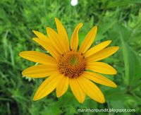 False sunflower