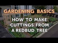 How to Make Cuttings From a Redbud Tree - YouTube