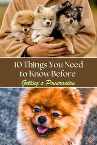 🐕 Thinking about adopting a Pomeranian? These fluffy dogs are known for their big personalities, but there are a few important things to know first. From their social nature to their health considerations, discover 10 key facts that will help you decide if a Pomeranian is the right breed for you. #DogBreeds #Pomeranian #PetCare