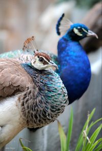 Pavo cristatus: A peafowl species native to the Indian subcontinent, but introduced to many other countries.