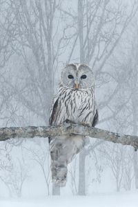 I spotted this Ural owl in a forest on Hokkaido, Japan during my last photo tour there. I had never seen one before. The original background was very busy and distracting with multiple branches, so I ...