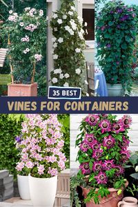 Add a vertical touch to your garden by growing climbing plants in pots. Here are the 35 Best Vines for Containers for a small and big gardens both!