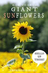 Tips for growing giant, mammoth sunflowers including seed options and best growing conditions. #gardentips #sunflowers #empressofdirt