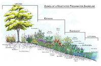 Bring Back the Buffer with Shoreline Gardening | Piedmont Environmental Alliance