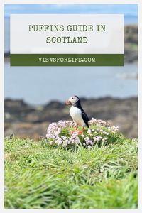 Escape to the enchanting Isle of Lunga and immerse yourself in the world of puffins! Join a tour from Oban and experience the magic of this bird sanctuary, where cliffs teem with adorable puffins and other seabirds.