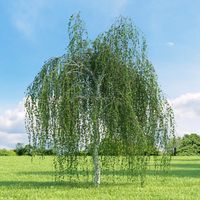 The hanging birch (warty) is a tree 10-20 m high with white bark. In old trees, the base of the trunk is black and gray, with deep cracks. The branches are drooping, the young ones are red-brown, densely planted with resinous warts. The kidneys are pointed. The leaves are alternate, petiolate, triangular-rhombic. The flowers are collected in dangling catkins. The fruit is a lionfish, with two webbed wings. Blooms in May, fruits ripen in August-September. It is distributed in the forest and forest-steppe zone of the European part of the country, Siberia. Habitat: In dry and damp places. The fluffy birch is found in wetter places and even goes to the northeast.