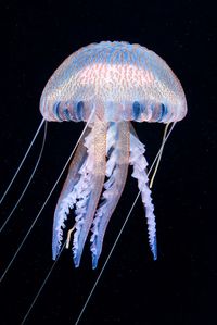 Pelagia noctiluca by Alexander Semenov. Found using 'Gallery for Flickr' on iPad. https://apps.apple.com/in/app/galleryr-pro-for-flickr/id525519823