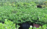 GREEN ISLAND FICUS CAPE CORAL