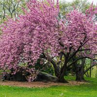 PRICES MAY VARY. Kwanzan Cherry Blossom Tree, 8 to 12 Inch Tall Cherry Blossom Tree Live Plants in Pot, Live Cherry Blossom Tree Plant, Perennial Cherry Blossom Tree, Ready to Plant Outdoor Garden These plants are ornamental trees, do not produce fruit. They produce flowers in spring, great addition for any flowering gardens The plant is well rooted, ready to plant in your garden We can not ship this plant to CA Kwanzan Cherry Blossom Tree, 8 to 12 Inch Tall Cherry Blossom Tree Live Plants in Po