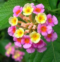 Bloom photo of Common Lantana (Lantana camara) uploaded to Garden.org by sunkissed