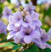 Paulownia elongata (Empress Tree) – MySeedsCo