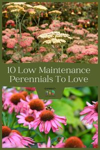 Do you dream of having a beautiful garden, but the thought of constant maintenance is holding you back? I’ve got you covered with some of my favorite low maintenance perennials!