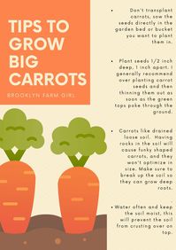 We grew giant carrots in our NYC garden. Find out tips and tricks to grow big carrots in your own vegetable garden.