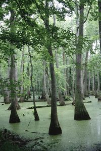 America's Most Beautiful Wetlandscountryliving