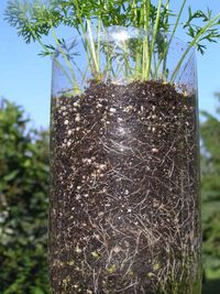 Grow carrots in a 2 liter soda bottle - kids can watch the roots & tops grow at the same time!