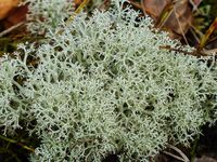 Reindeer Lichen (Cladonia rangiferina) Is perfect for terrariums!  Reindeer moss can be good for plants and support their growth, This is firstly due to its ability to break down rocks which forms the soil in which plants grow. And secondly, reindeer moss retains nitrogen within soil which benefits the surrounding plants.