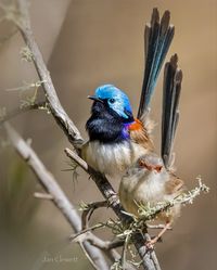 Malurus lamberti in multicolored breeding plumage. This pretty little songbird is primarily insectivorous, foraging in scrubby vegetation in eastern Australia.