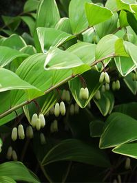 Polygonatum Variegatum -- Bluestone Perennials