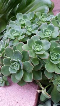 Aeonium haworthii